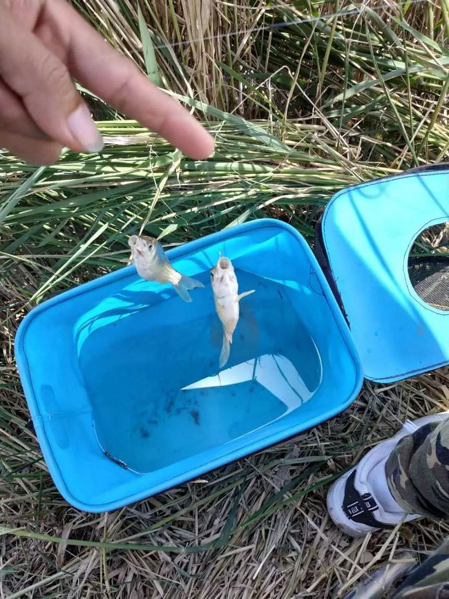 路亞釣鰱魚怎么釣_路亞釣鰱魚餌料配方_鰱魚路亞用什么餌