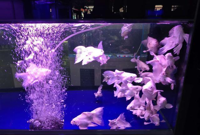 養魚人千萬別觸碰的魚_觸碰養魚魚人會怎么樣_觸碰養魚魚人的心理