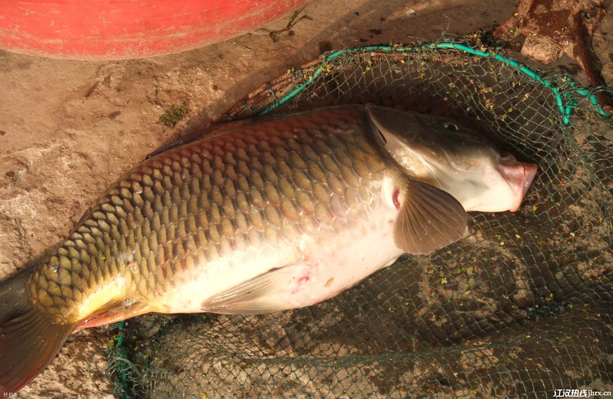 東港野釣_東港釣魚哪里好_東港有那些地方好釣魚