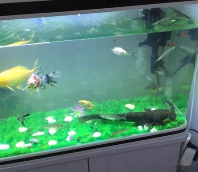 觸碰養魚魚人會怎么樣_養魚人千萬別觸碰的魚_觸碰養魚魚人的心理