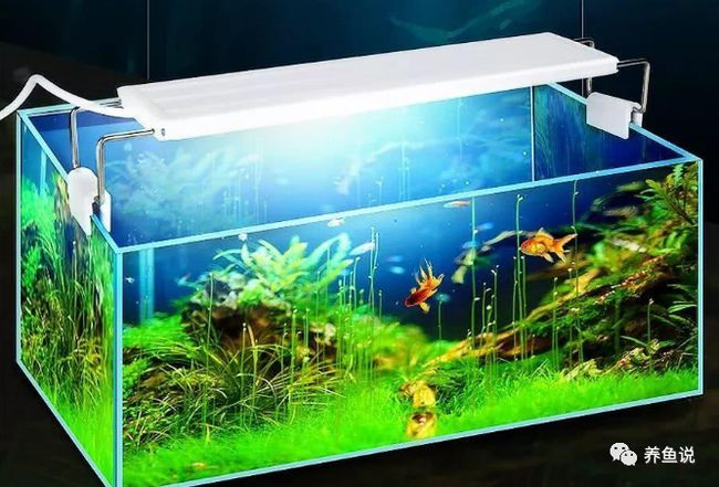 觸碰養魚魚人會怎么樣_觸碰養魚魚人的心理_養魚人千萬別觸碰的魚
