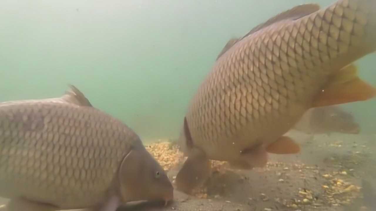 嫩玉米釣草魚配方_用嫩玉米釣草魚_釣玉米嫩配方草魚怎么釣