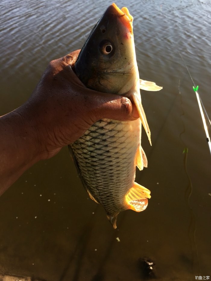 用嫩玉米釣草魚_嫩玉米釣草魚配方_釣玉米嫩配方草魚怎么釣