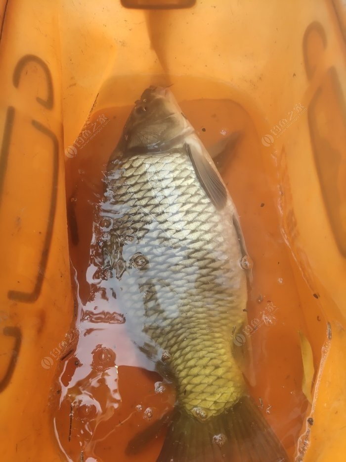 秋季釣鯽魚技巧大全_秋季釣魚技巧野釣鯽魚口訣_釣魚秋季鯽魚技巧野釣口訣圖解