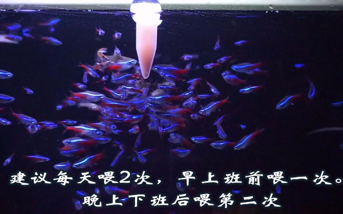 蝦動物豐年是什么動物_豐年蝦是活體嗎_豐年蝦是什么動物