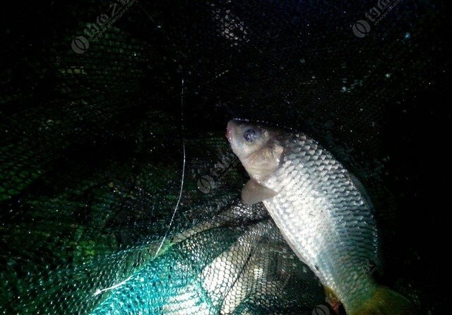 魚鉤釣魚圖片大全_各種魚鉤圖片及適合釣什么魚_釣魚鉤圖片和價格大全