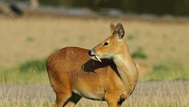 獨角鯨滅絕_雙獨角鯨滅絕了嗎_殺獨角鯨