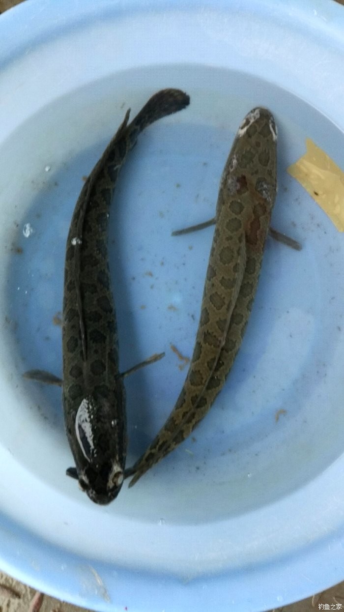 狗魚是什么魚_狗魚是河魚還是海魚_狗魚狗魚