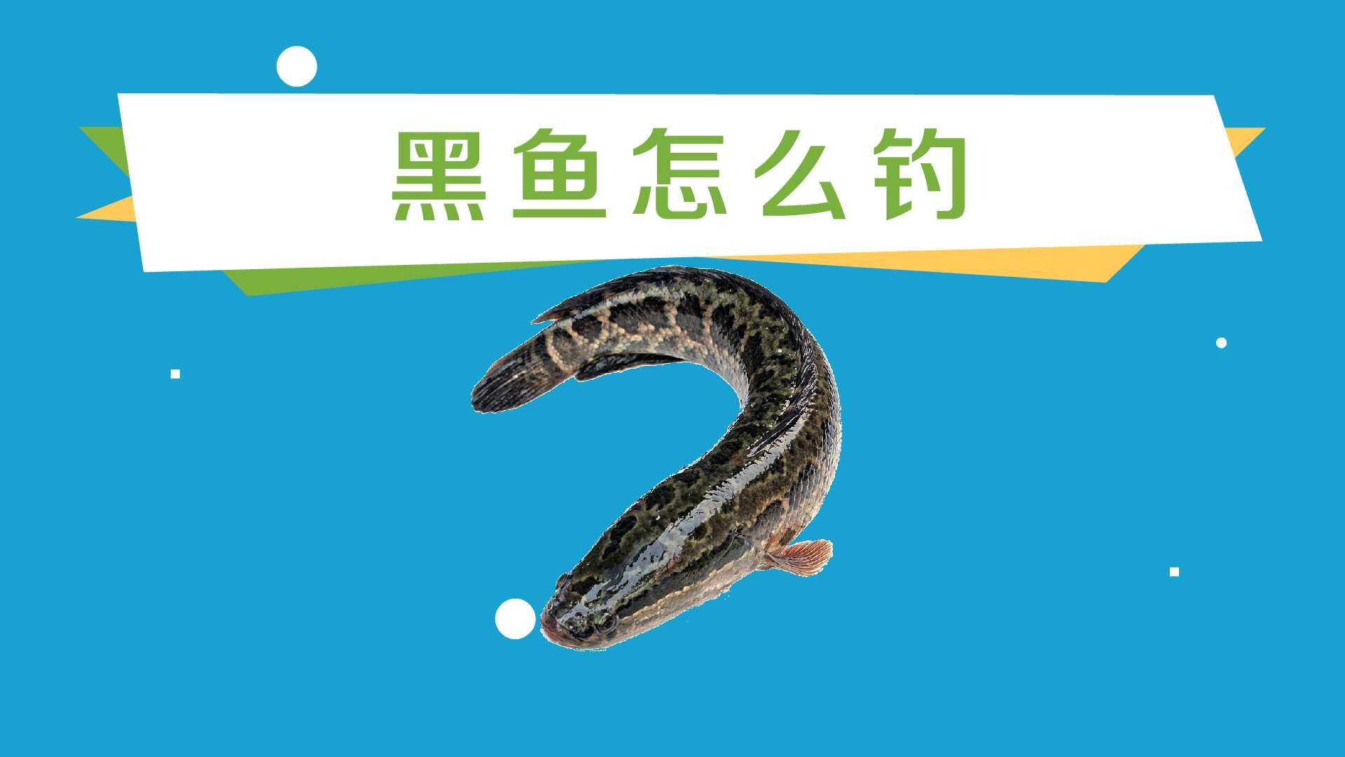 狗魚狗魚_狗魚是河魚還是海魚_狗魚是什么魚