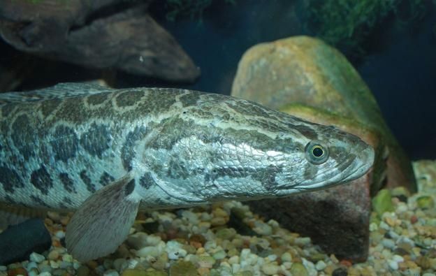 狗魚屬于什么魚_狗魚全名_狗魚是什么魚