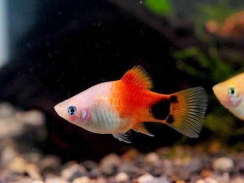 觀賞養殖魚技術視頻_觀賞養殖魚技術要點_觀賞魚養殖技術