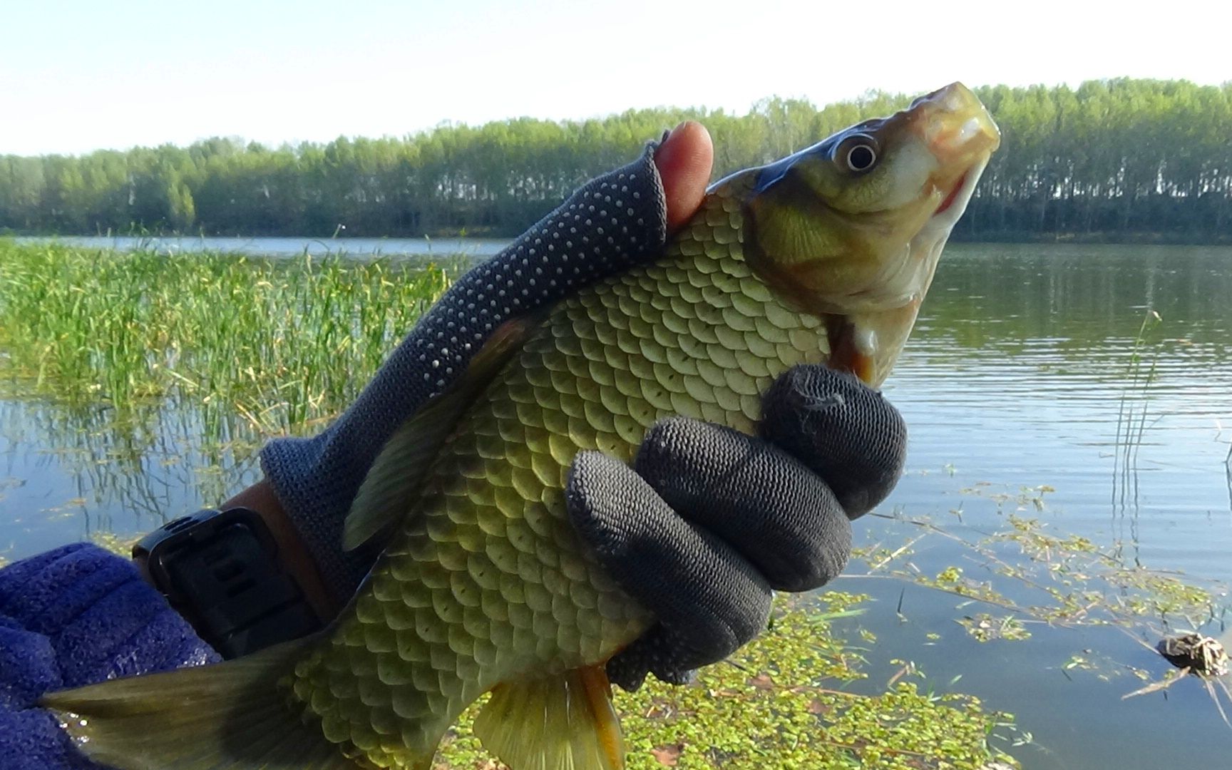 釣秋季鯽魚技巧口訣視頻_秋季釣鯽魚技巧七大口訣_秋季釣鯽魚技巧大全