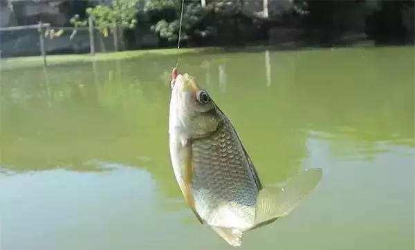 釣秋季鯽魚技巧口訣視頻_秋季釣鯽魚技巧大全_秋季釣鯽魚技巧七大口訣