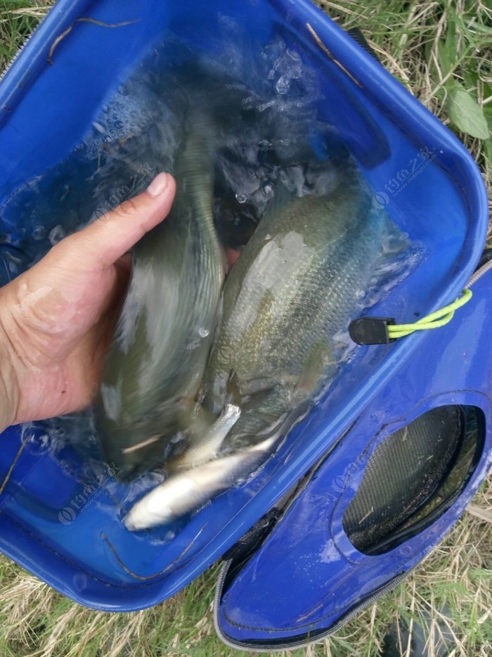 七星鱸魚多少錢一斤_七星鱸魚_七星鱸魚圖片