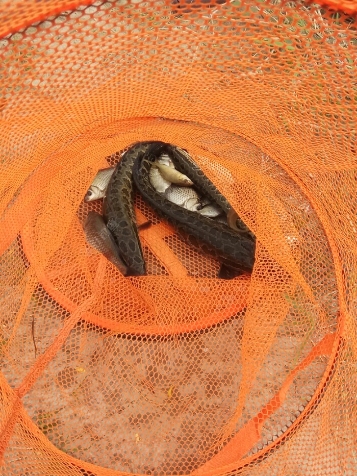 路亞黑魚季節和最佳時間_路亞黑魚的季節_路亞黑魚的最佳季節