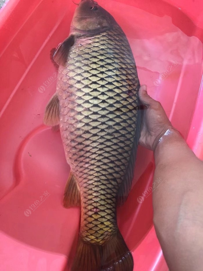 野外釣魚_釣魚野外生存節目_釣魚野外主播網名大全