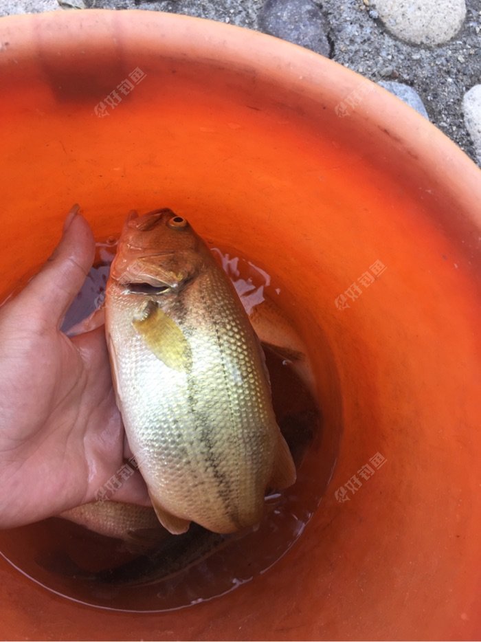 鱸魚的路亞釣法_路亞鱸魚的方法和技巧_鱸魚怎么路亞