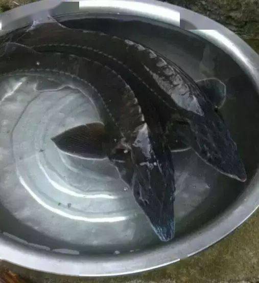 釣魚線什么牌子好_釣魚線哪個牌子好_釣魚牌子線好不好用