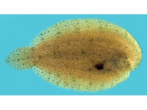 泰鯪魚的營養價值_泰鯪是什么魚_泰鯪魚可以長多大