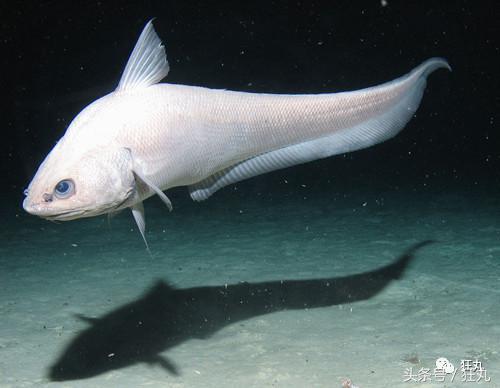 四須鯰魚為什么不能吃_鯰魚會吃_鯰魚吃好嗎