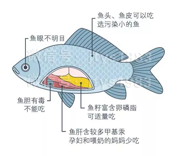 鯰魚會吃_鯰魚吃好嗎_四須鯰魚為什么不能吃