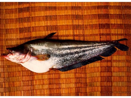 叉牙鯛魚在哪里買_叉牙鯛是什么魚_叉牙魚為什么不能多吃