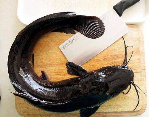 叉牙魚為什么不能多吃_叉牙鯛魚在哪里買_叉牙鯛是什么魚