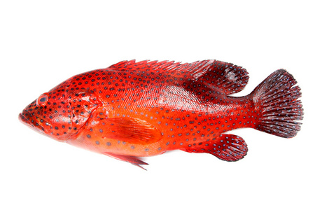 塘鲺魚多少度凍死_魚凍死_魚塘凍住的魚