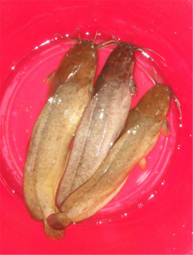 塘鲺魚多少度凍死_魚塘凍住的魚_魚凍死