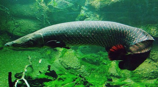 蟾蜍抱魚是怎么回事_蟾蜍抱魚是怎么回事_蟾蜍抱魚是怎么回事