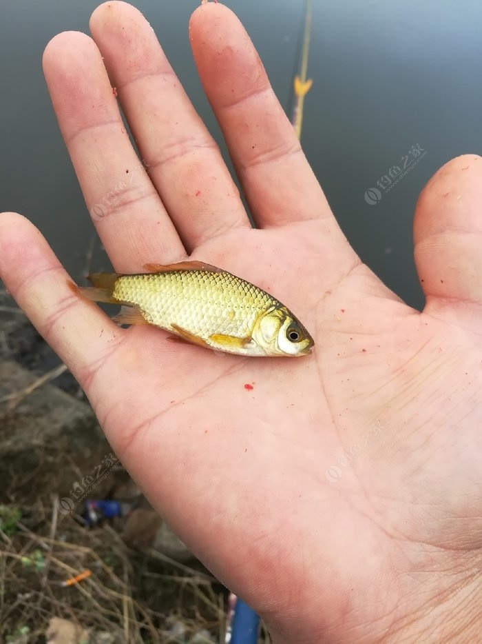 草魚餌料老三樣_釣草魚老三樣_魚餌配方老三樣