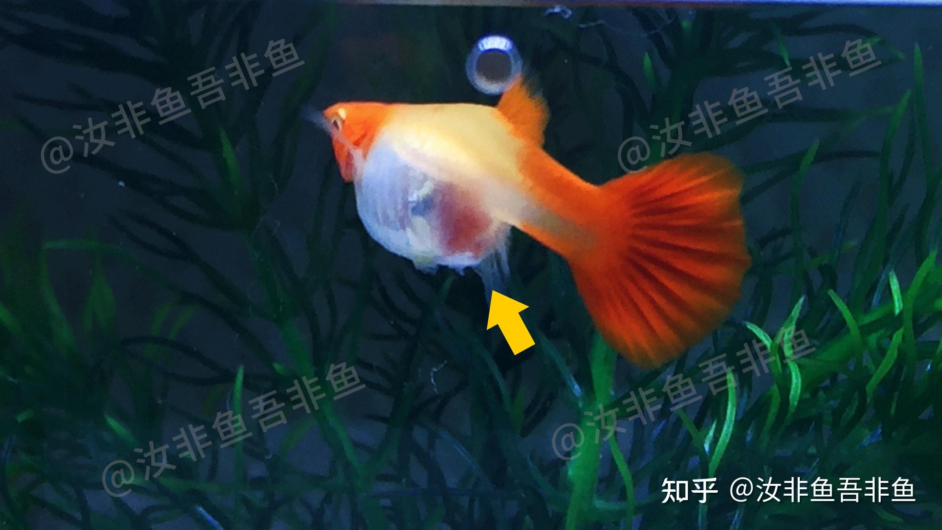 冬釣鯽魚漂多少目比較好_冬釣鯽魚用多大的浮漂_冬釣鯽魚用多大的漂