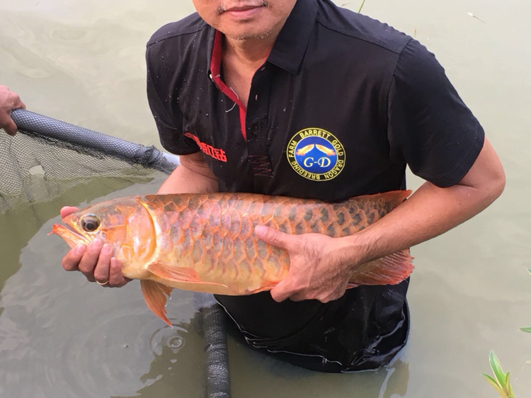 馬來西亞忘了的魚_馬來西亞淡水魚忘不了_馬來西亞忘不了魚