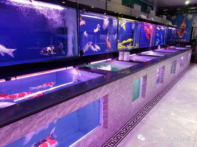錦鯉缸水變綠_錦鯉魚缸水質發綠_錦鯉魚缸水發綠怎么解決
