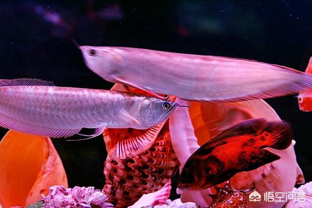 海虹是什_海虹是什么動物_海虹是啥東西