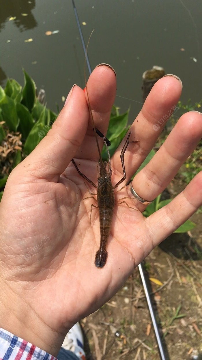 海釣用什么商品餌_魚餌海釣好用不_海釣用什么魚餌最好