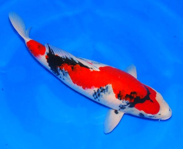 魚缸錦鯉解決水發綠怎么辦_錦鯉魚缸水發綠怎么解決_錦鯉魚缸水質發綠