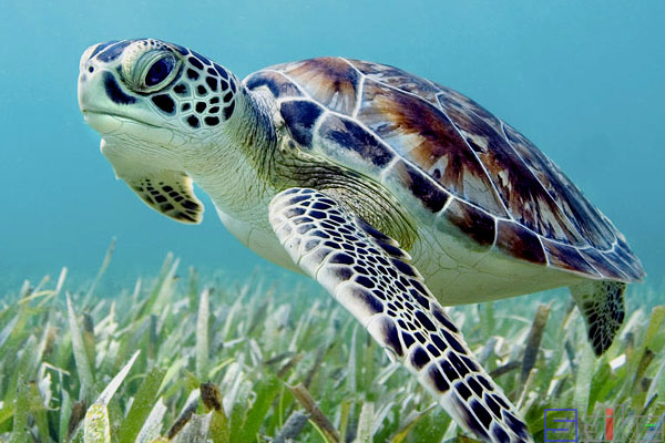 海龜是什么動物_海龜是什么動物類群_海龜是不是動物