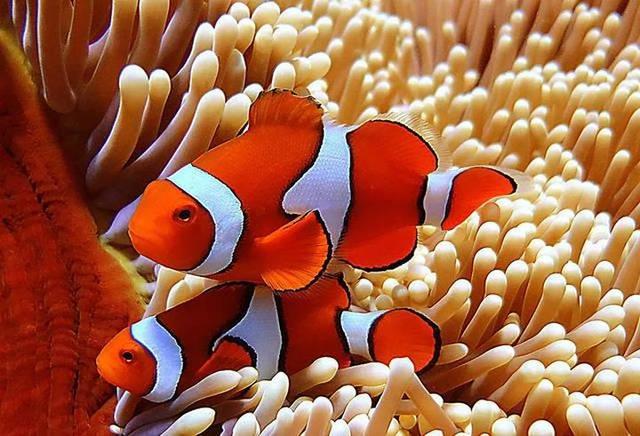 海龜是動物還是昆蟲_海龜是什么動物_海龜是海洋動物