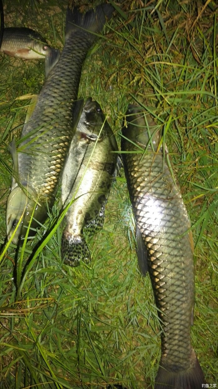 路亞釣草魚用什么餌最好_釣餌草魚好路亞用什么餌料_草魚用路亞餌最好釣