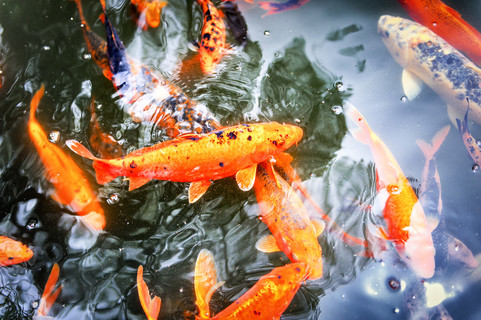 黃河鯉魚吃什么_黃河鯉魚吃法_黃河鯉魚在哪吃