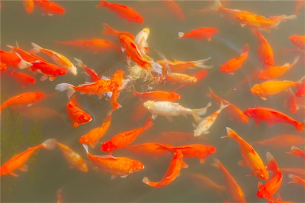 黃河鯉魚在哪吃_黃河鯉魚吃什么_黃河鯉魚吃法