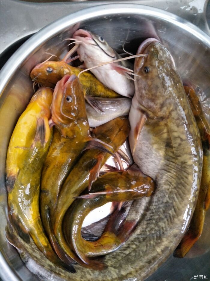 偃師釣魚網_偃師附近水庫釣魚_偃師野釣去哪