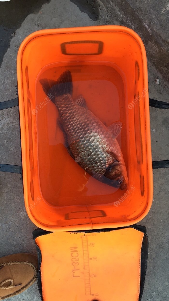 釣鯽魚技巧初冬方法視頻_釣鯽魚技巧初冬方法大全_初冬釣鯽魚的方法和技巧