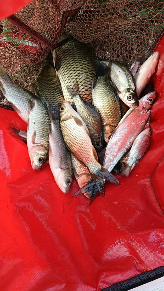 飛鉛釣法的應用_飛鉛釣法圖解_飛鉛釣魚法