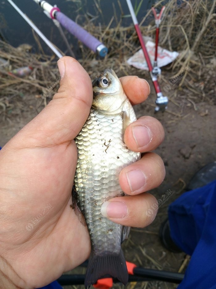 初冬釣鯽魚餌料配方_初冬釣鯽魚技巧_初冬釣鯽魚怎么選位