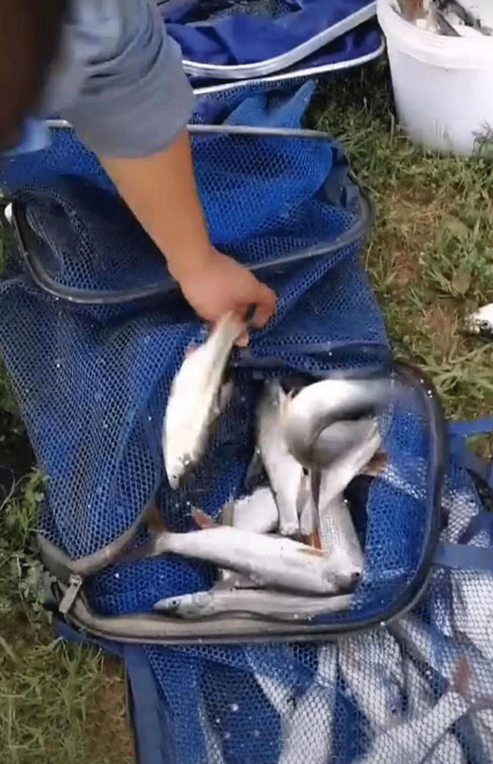 夏天釣草魚餌_夏季釣草魚用什么餌料最好_釣夏季餌料草魚好用不