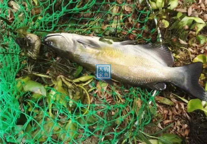 土鯰魚學名_土鯰魚多少錢一斤_土鯰魚多少錢