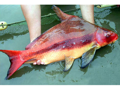 土鯰魚好不好吃_土鯰魚什么意思_土鯰是什么魚
