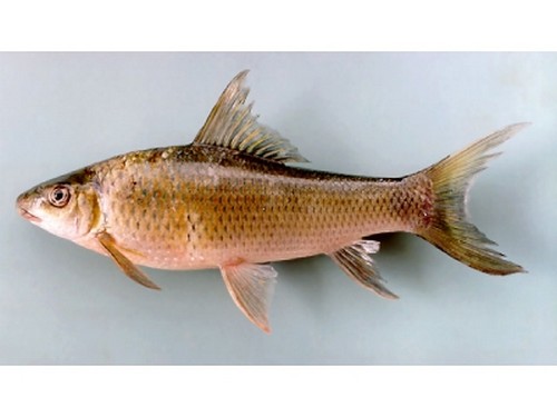 清道夫魚的危害性_清道夫污染魚缸_清道夫魚污染環境
